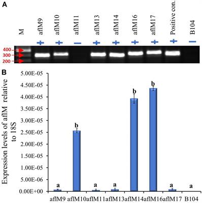 Host Induced Gene Silencing Targeting Aspergillus flavus aflM Reduced Aflatoxin Contamination in Transgenic Maize Under Field Conditions